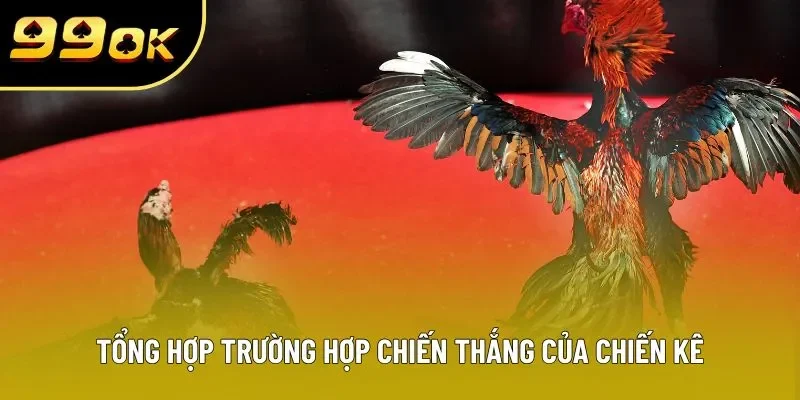 Tổng hợp trường hợp chiến thắng của chiến kê