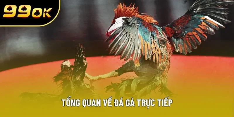 Tổng quan về đá gà trực tiếp